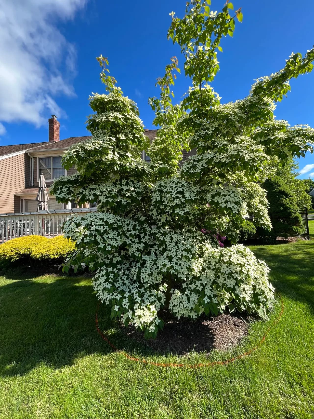 Garden shrub plantings