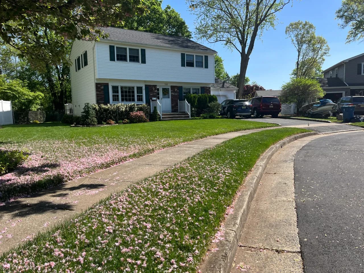 Spring lawn with cherry blossoms in NJ