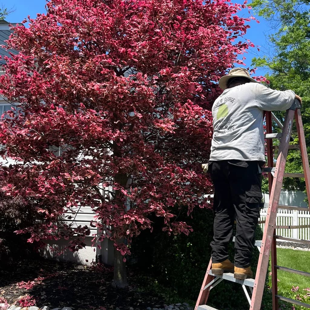 Shrub Pruning